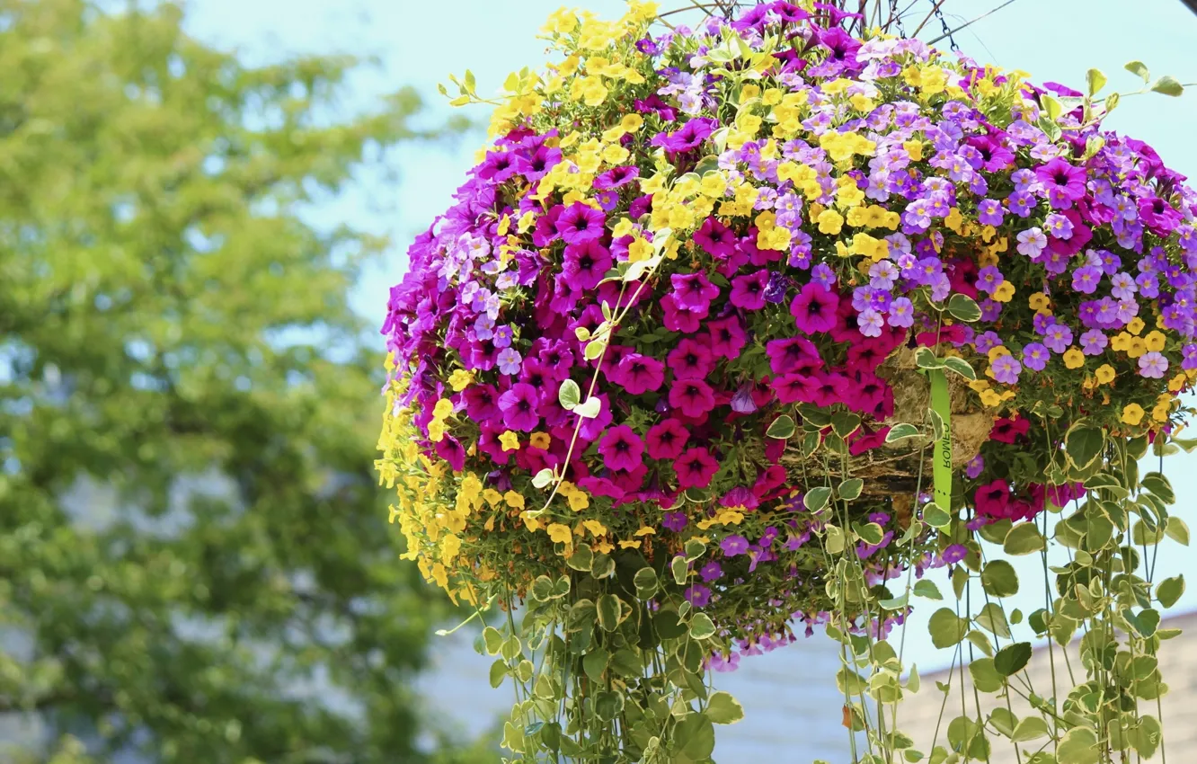 Photo wallpaper colorful, pot, Petunia