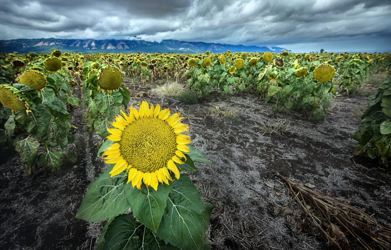 Photo wallpaper field, sunflowers, nature