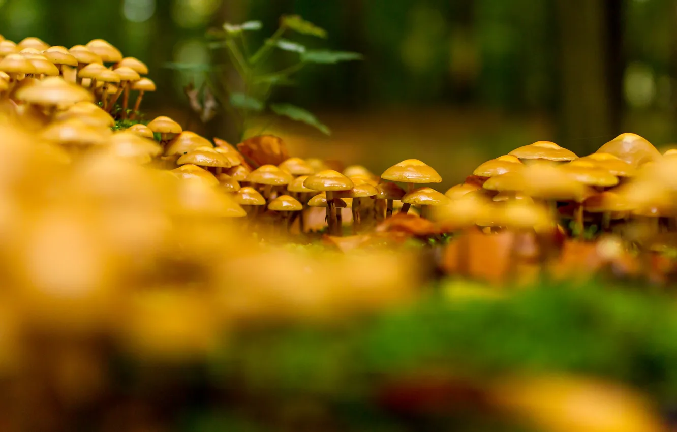 Photo wallpaper forest, nature, mushrooms