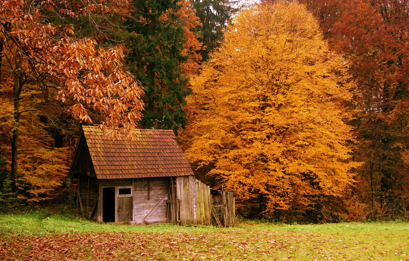 Photo wallpaper autumn, forest, nature, house