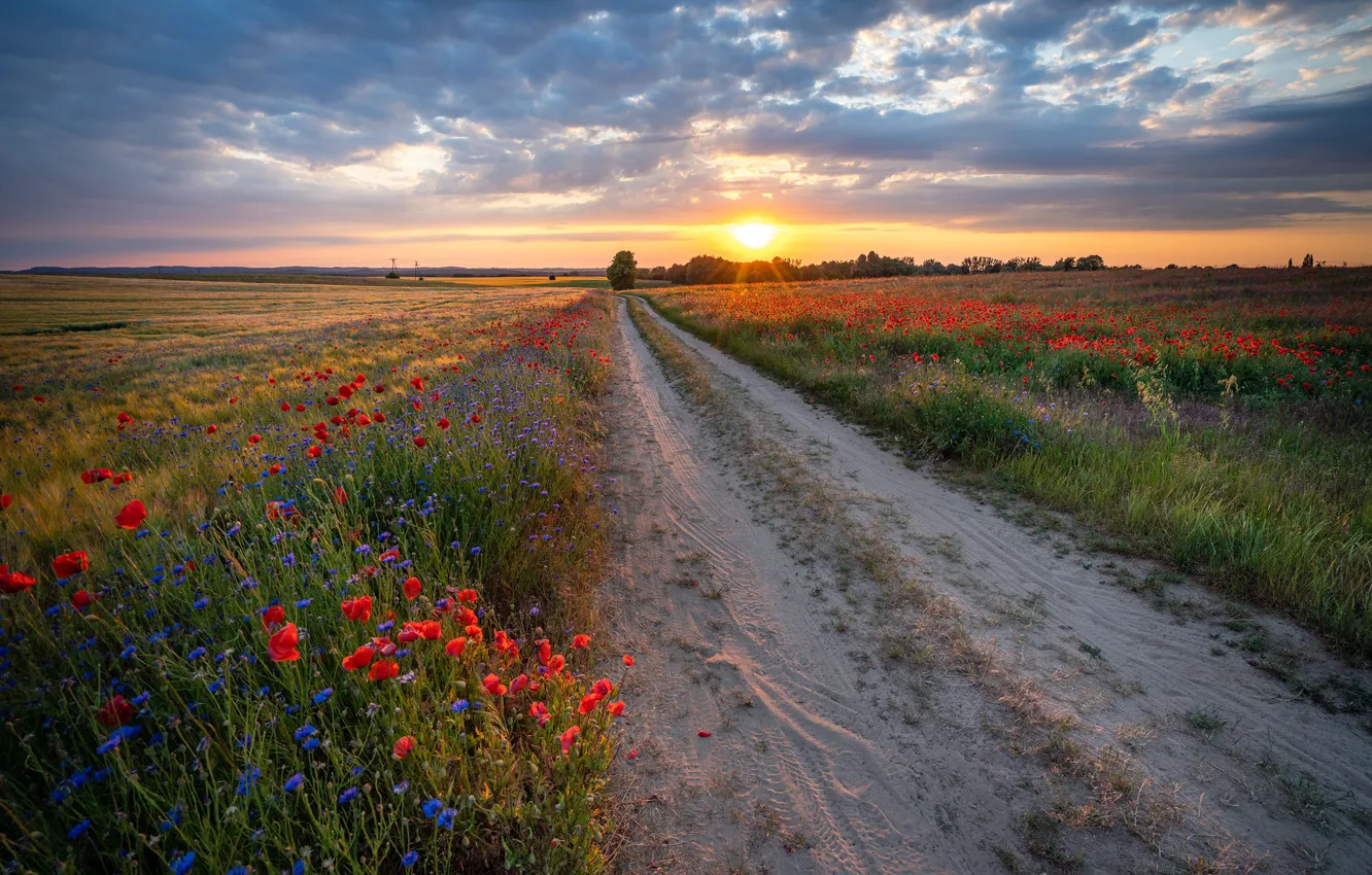Photo wallpaper road, the sun, rays, landscape, sunset, flowers, nature, field