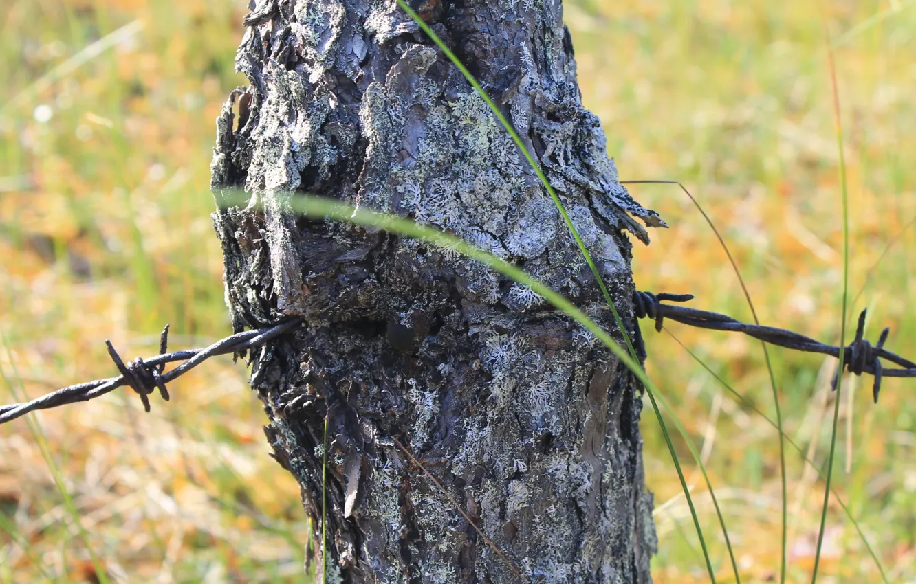 Photo wallpaper grass, swamp, wire, bark, pine