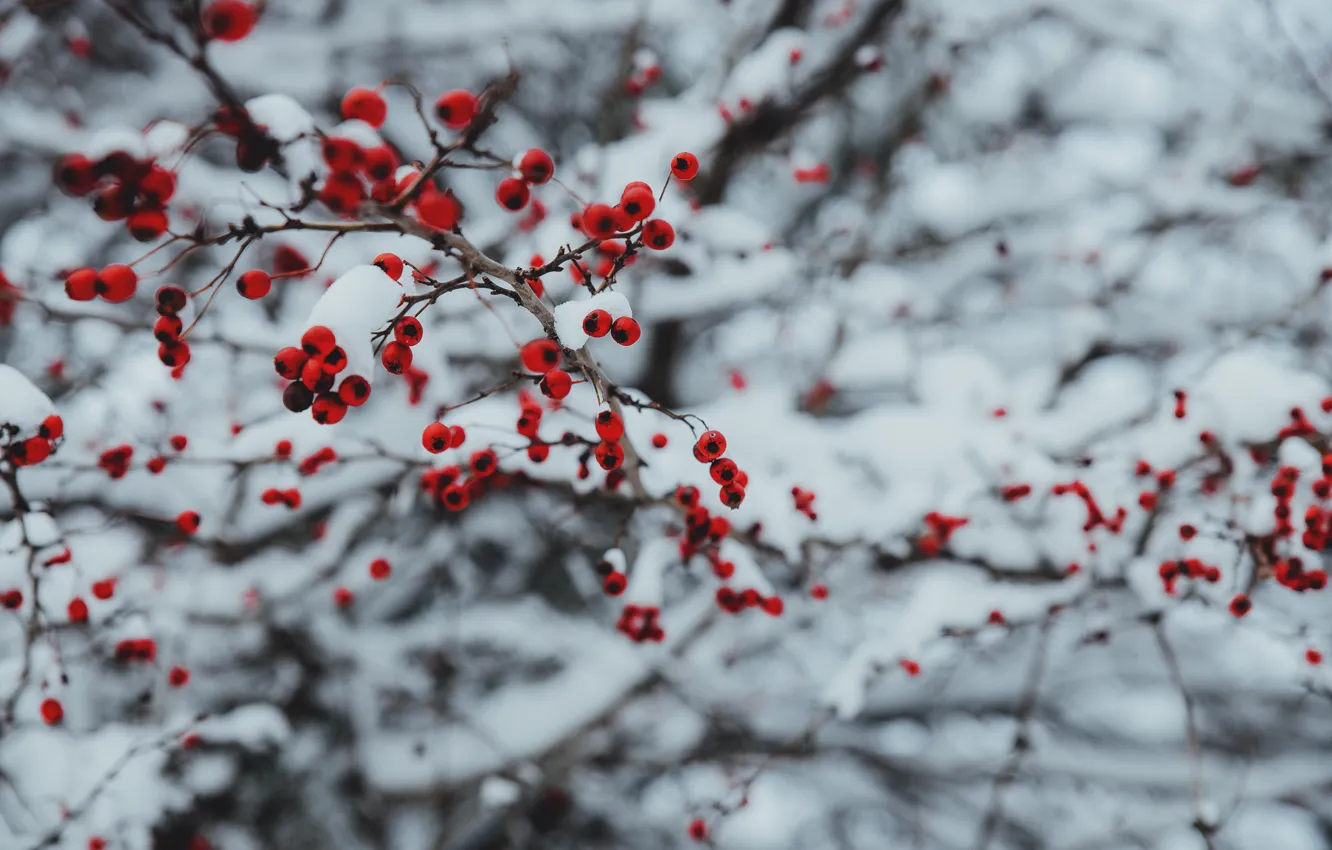 Photo wallpaper Winter, Snow, Branch, Berries, Frozen, Ice, Frost, Frost