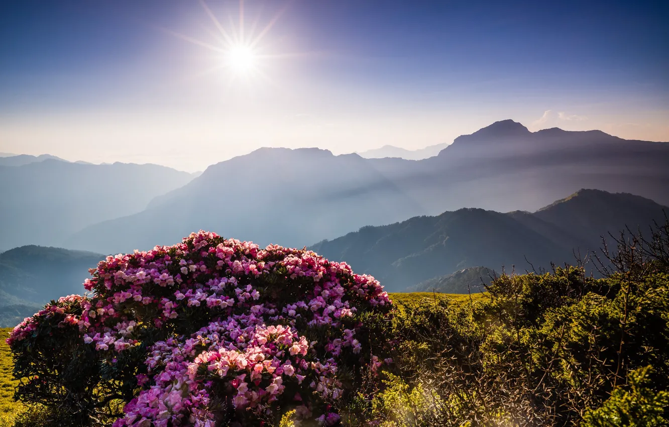Photo wallpaper the sky, the sun, rays, flowers, mountains, nature, fog, hills