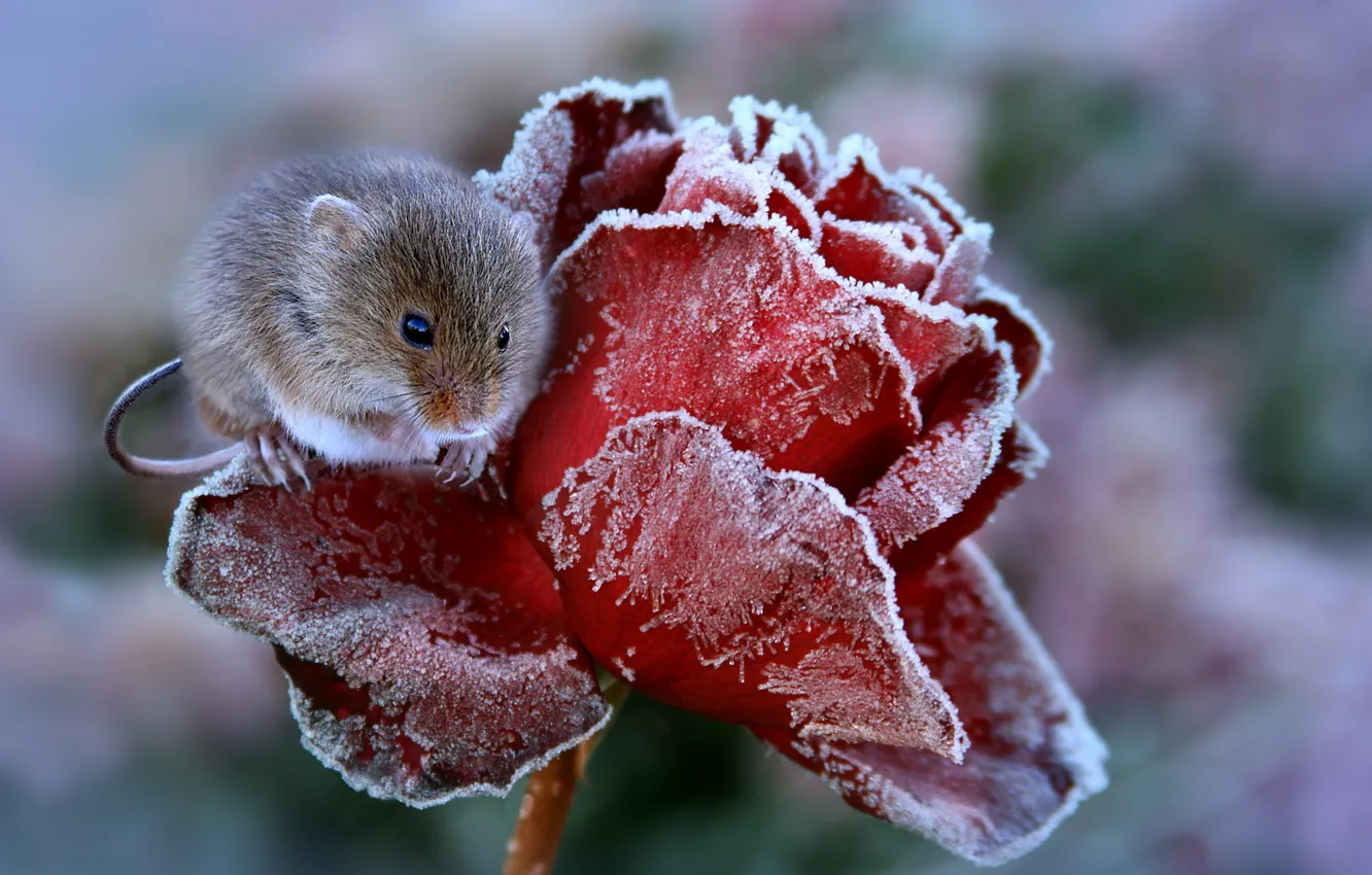 Photo wallpaper roses, mouse, frost