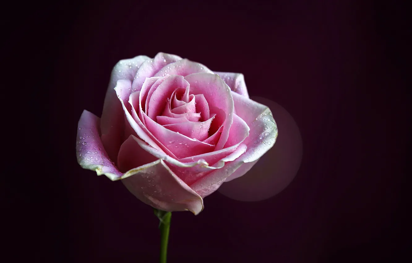 Photo wallpaper flower, drops, background, pink, rose, petals, stem, Bud