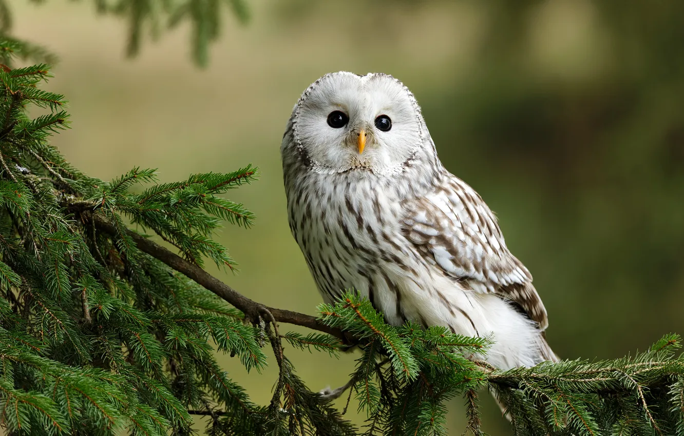 Photo wallpaper look, branches, owl, bird, spruce, needles, owl, Ural owl