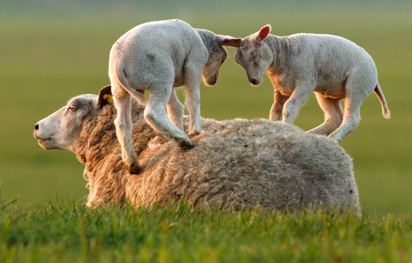 Photo wallpaper grass, the game, sheep, lambs