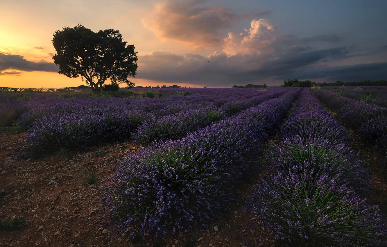 Photo wallpaper field, tree, lavender, plantation