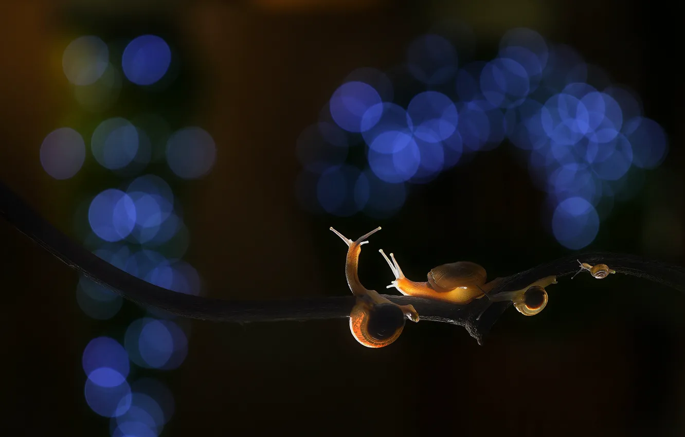 Photo wallpaper macro, light, circles, branches, blue, the dark background, snail, baby
