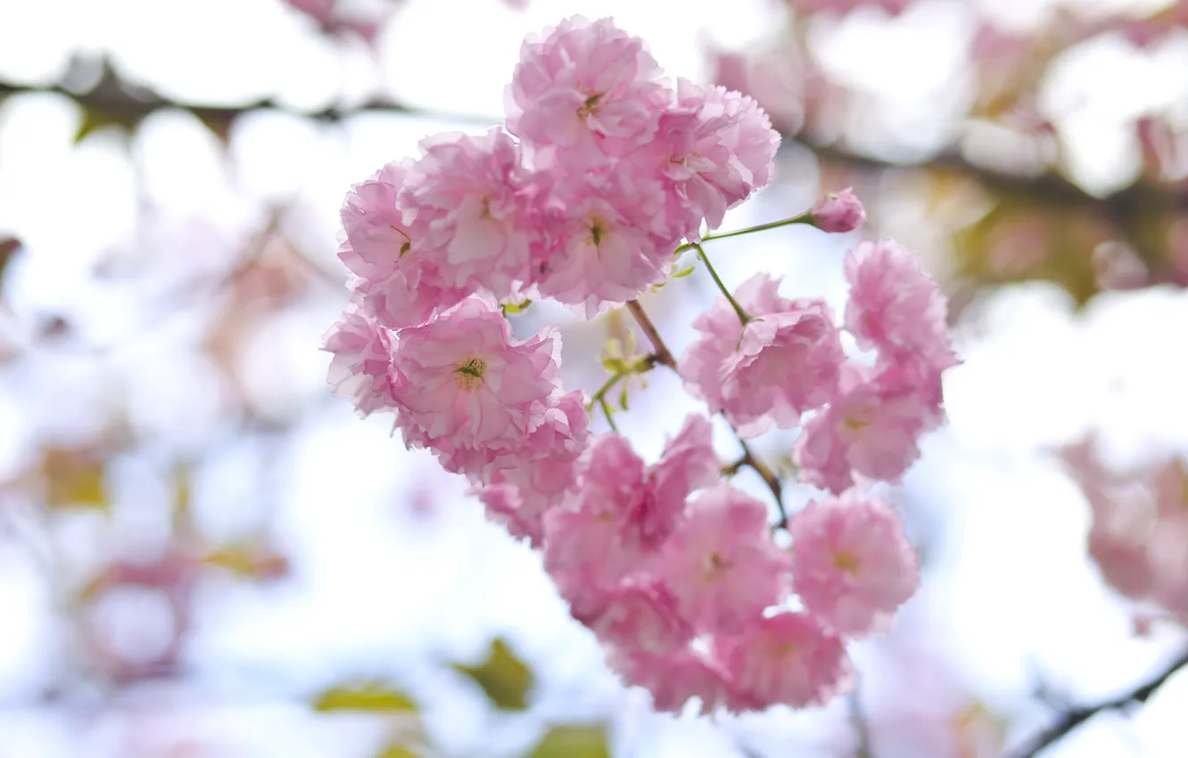 Photo wallpaper the sky, branches, spring, Sakura, flowering, pink, blossom, sakura