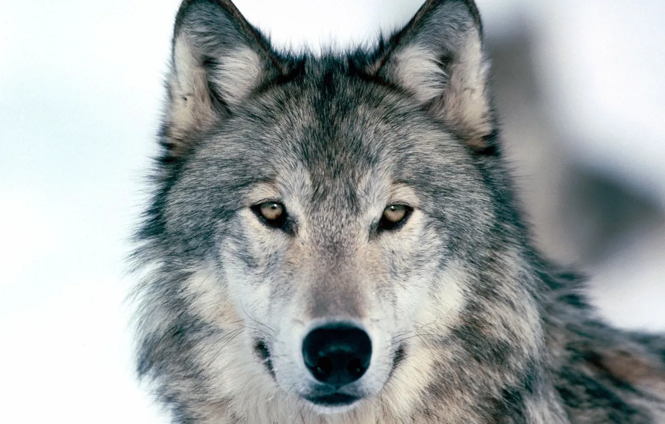 Photo wallpaper winter, wolf, wild
