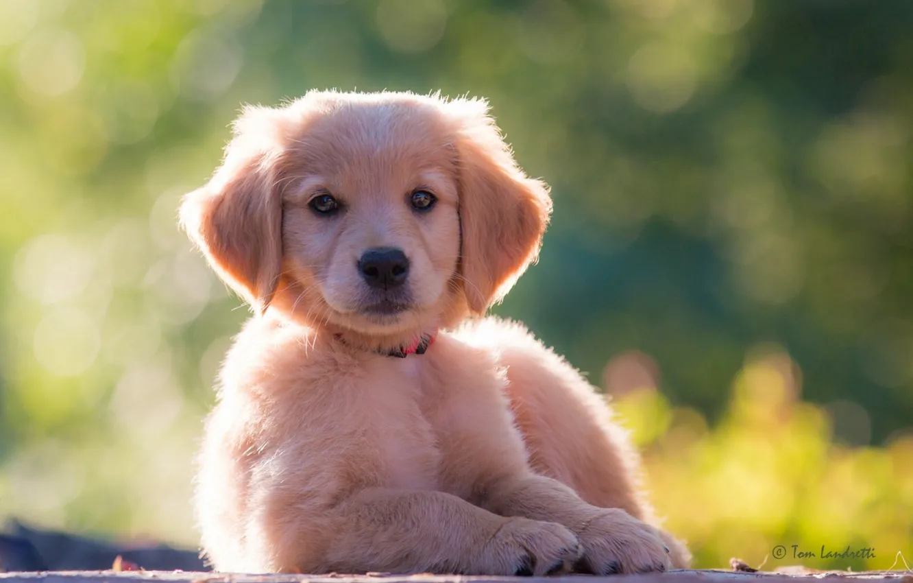 Photo wallpaper look, dog, puppy, Golden Retriever, Golden Retriever