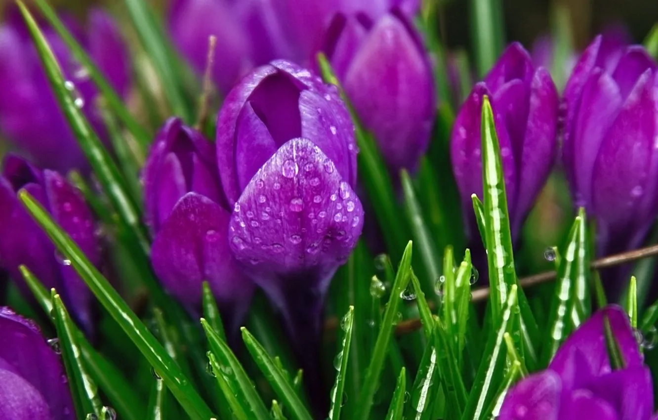 Photo wallpaper purple, flowers, crocuses
