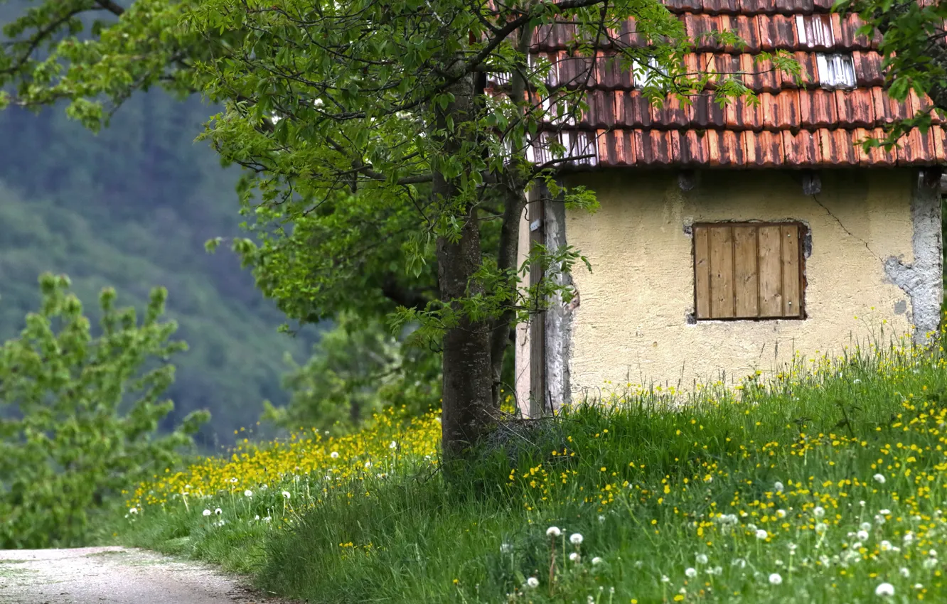 Photo wallpaper road, roof, summer, trees, flowers, nature, dandelion, spring