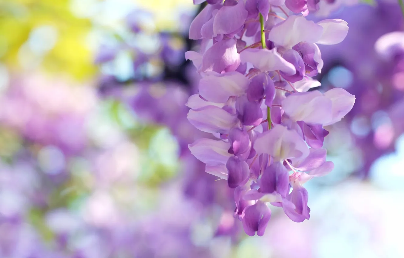 Photo wallpaper macro, brush, bokeh, Wisteria, Wisteria