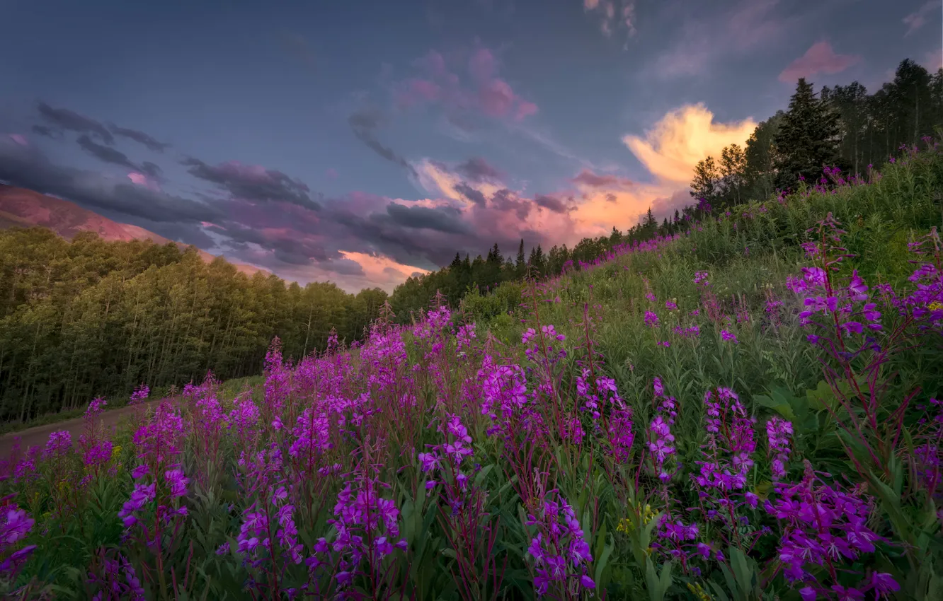 Photo wallpaper flowers, mountains, meadow, Ivan-tea