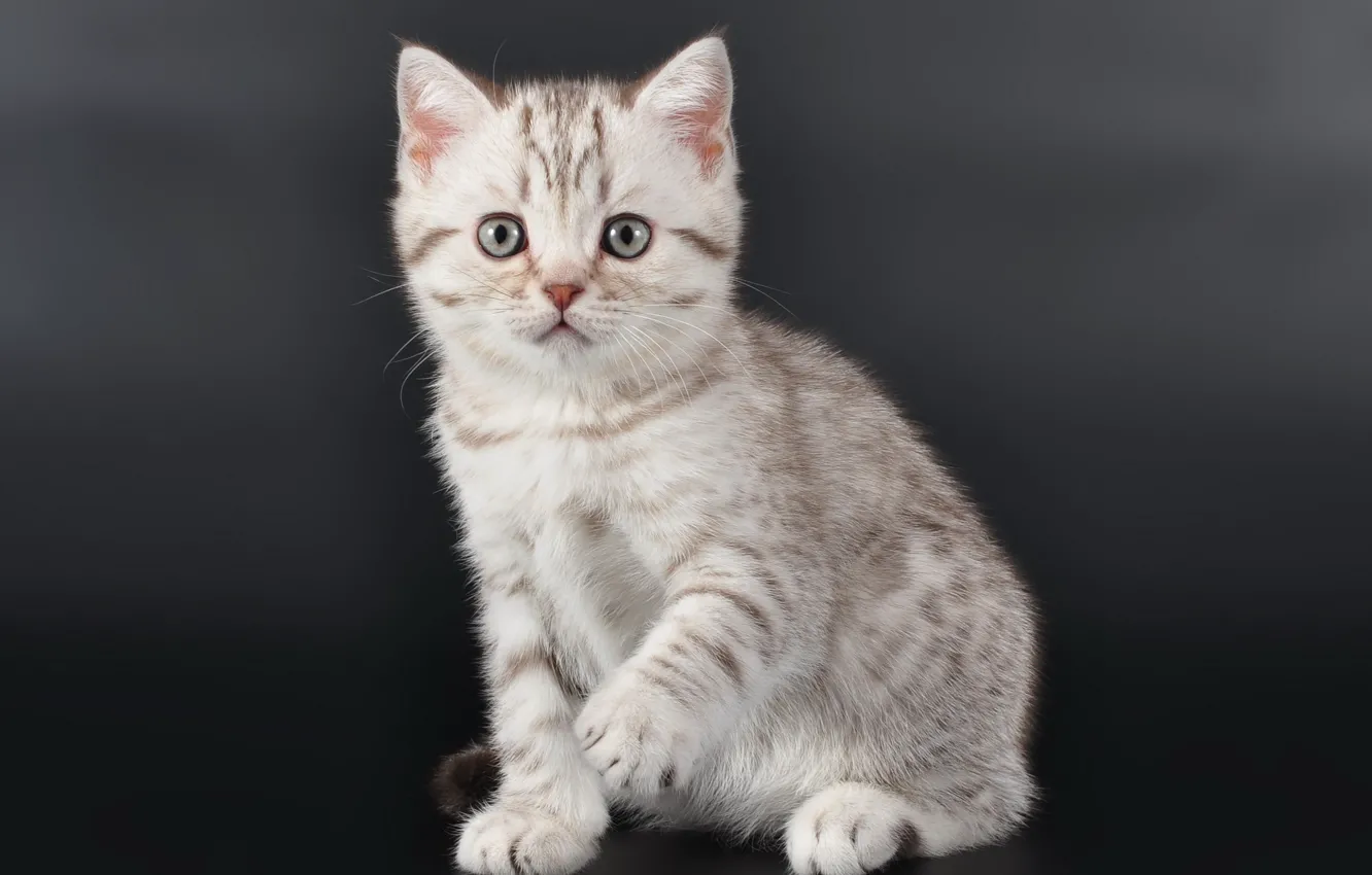 Photo wallpaper kitty, baby, cute