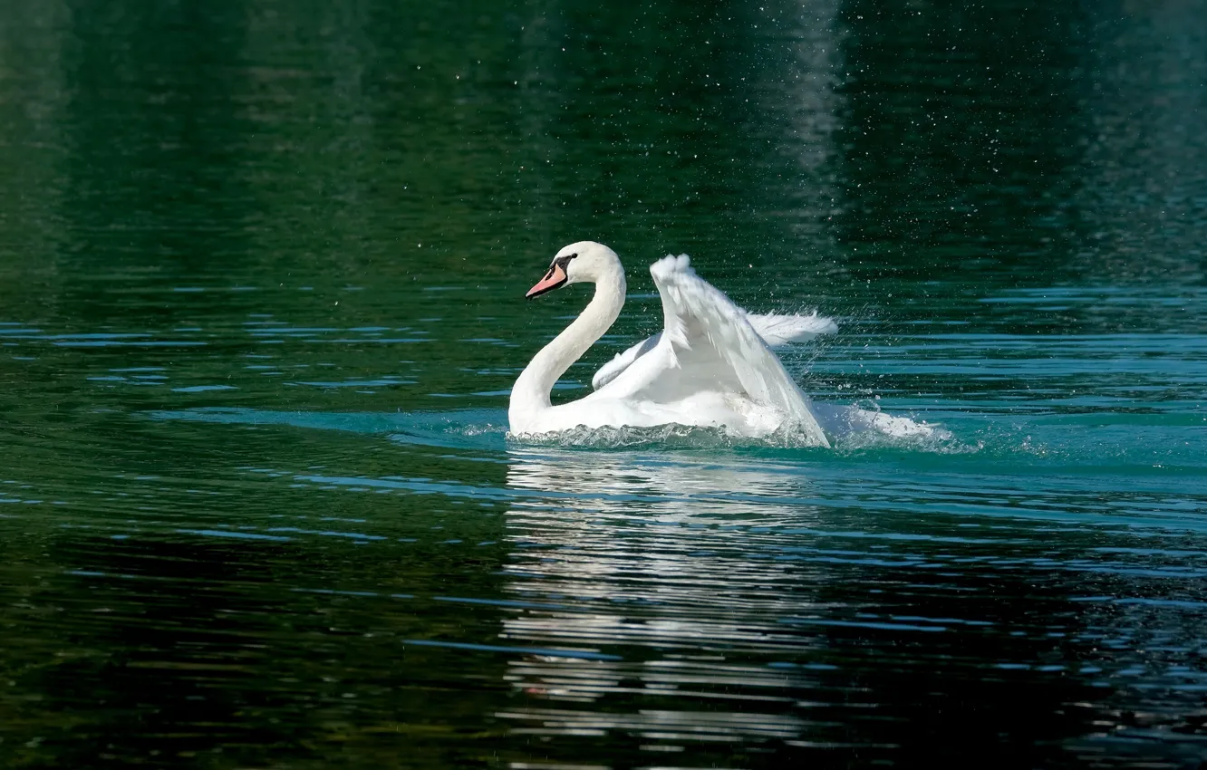 Photo wallpaper white, water, bird, swans, pond, swimming, green water, flap