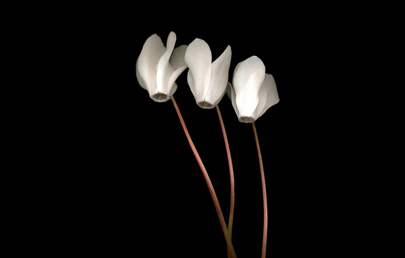 Photo wallpaper light, Wallpaper, shadow, petals, stem, three