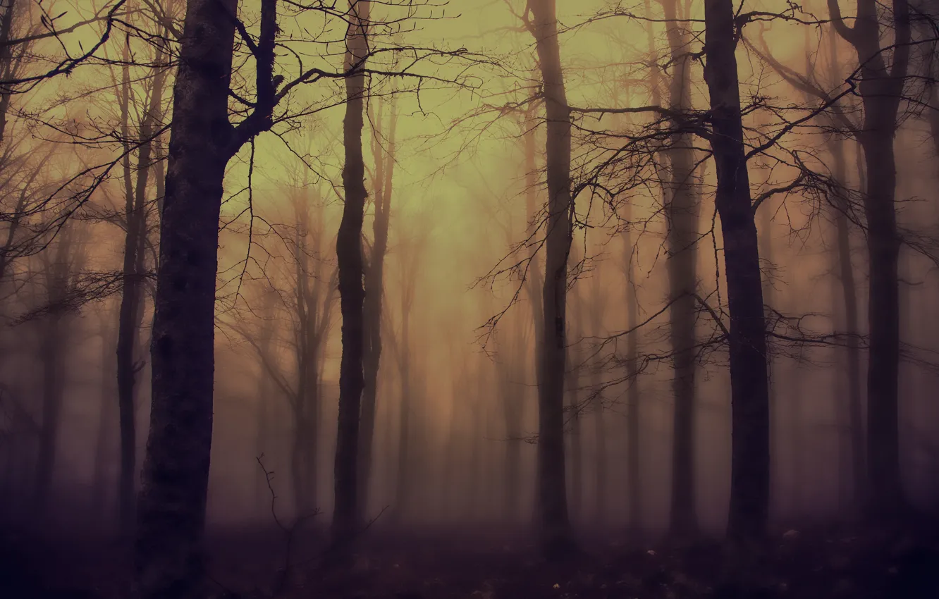 Photo wallpaper forest, night, nature