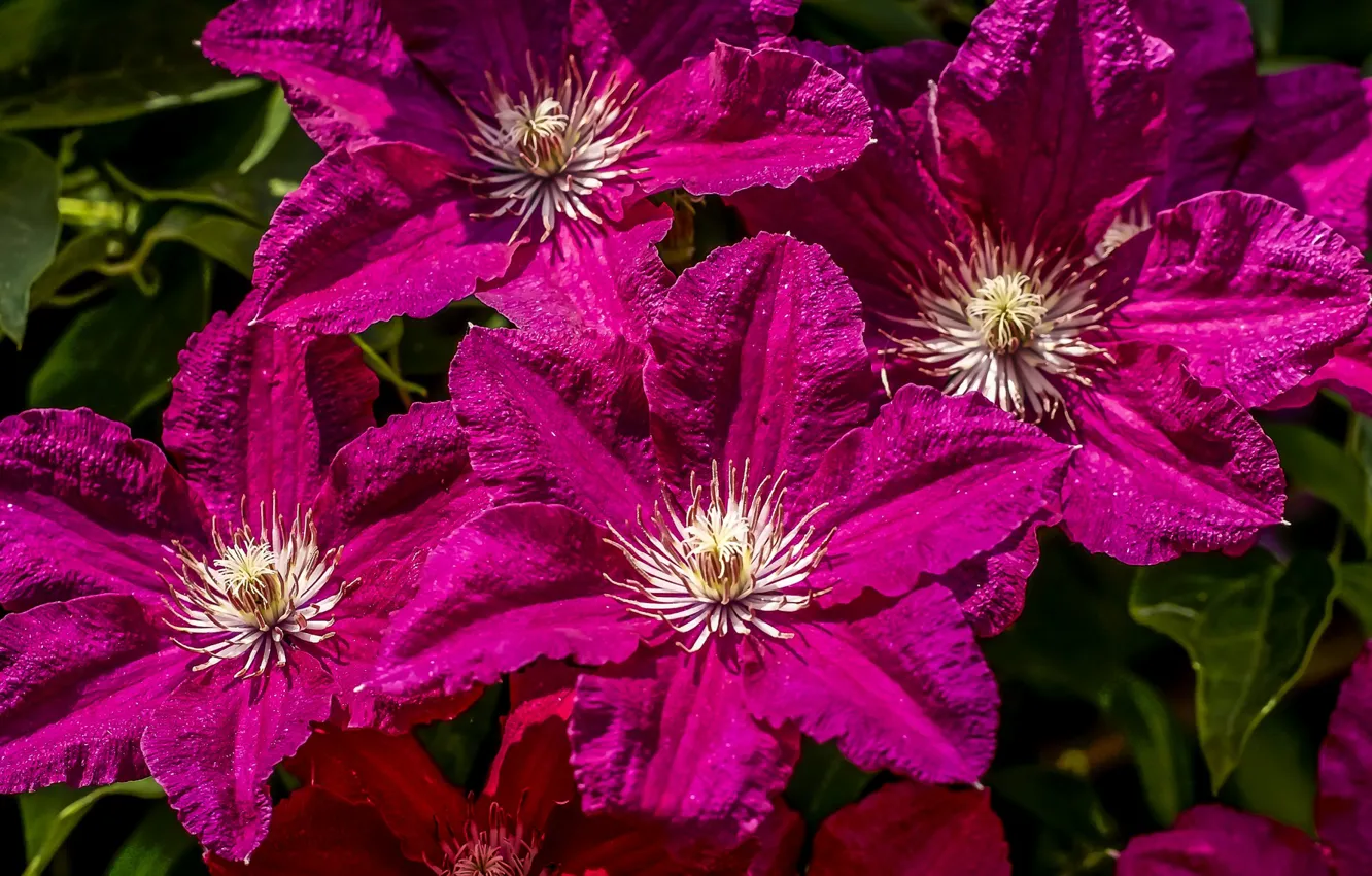 Photo wallpaper raspberry, clematis, clematis