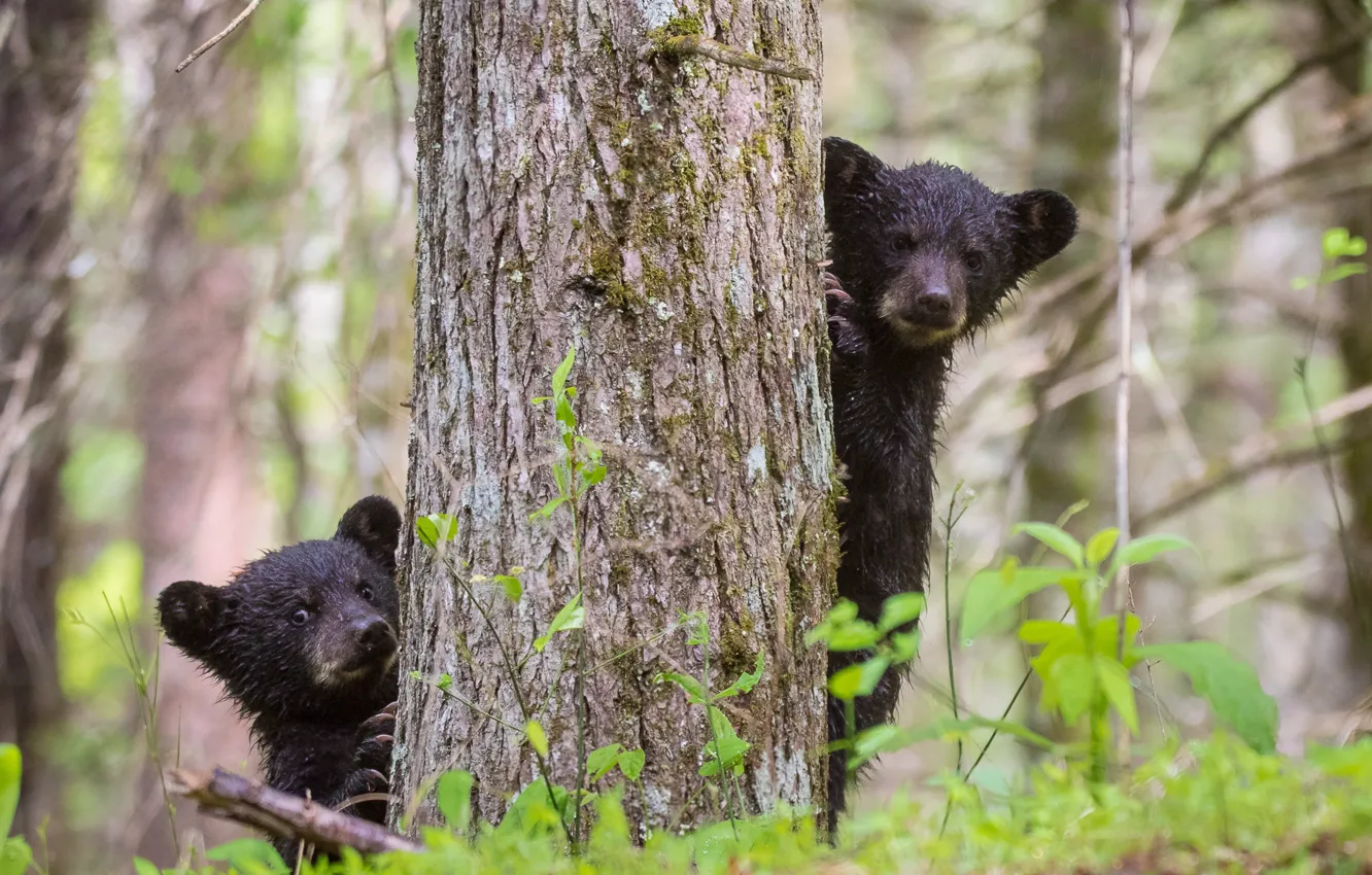 Photo wallpaper forest, nature, tree, bears, hide and seek, kids