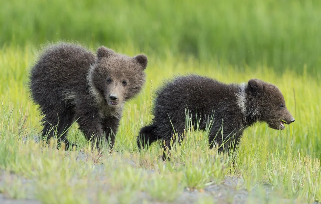 Photo wallpaper grass, bears, kids, bears, cubs