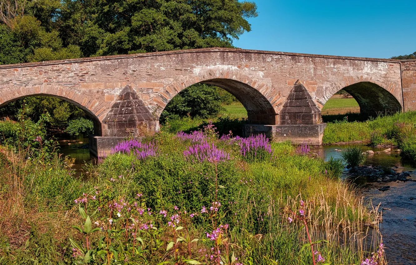 Photo wallpaper greens, summer, grass, trees, flowers, bridge, thickets, shore