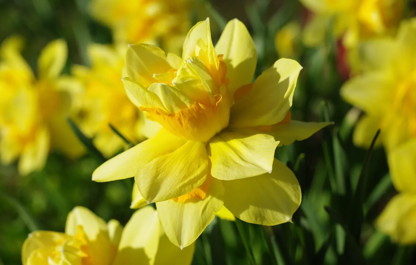 Photo wallpaper macro, yellow, petals, daffodils