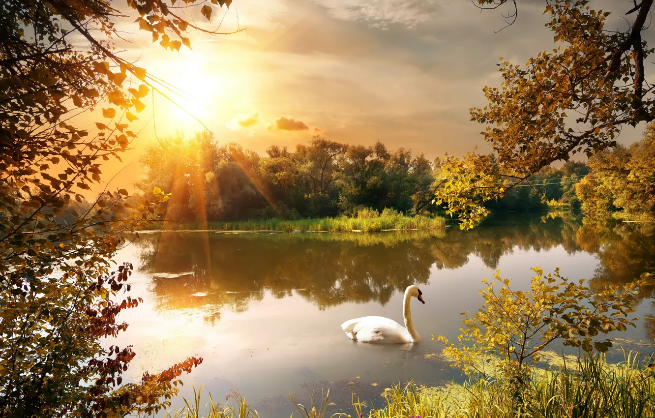 Photo wallpaper autumn, leaves, trees, branches, pond, Park, Swan, the rays of the sun