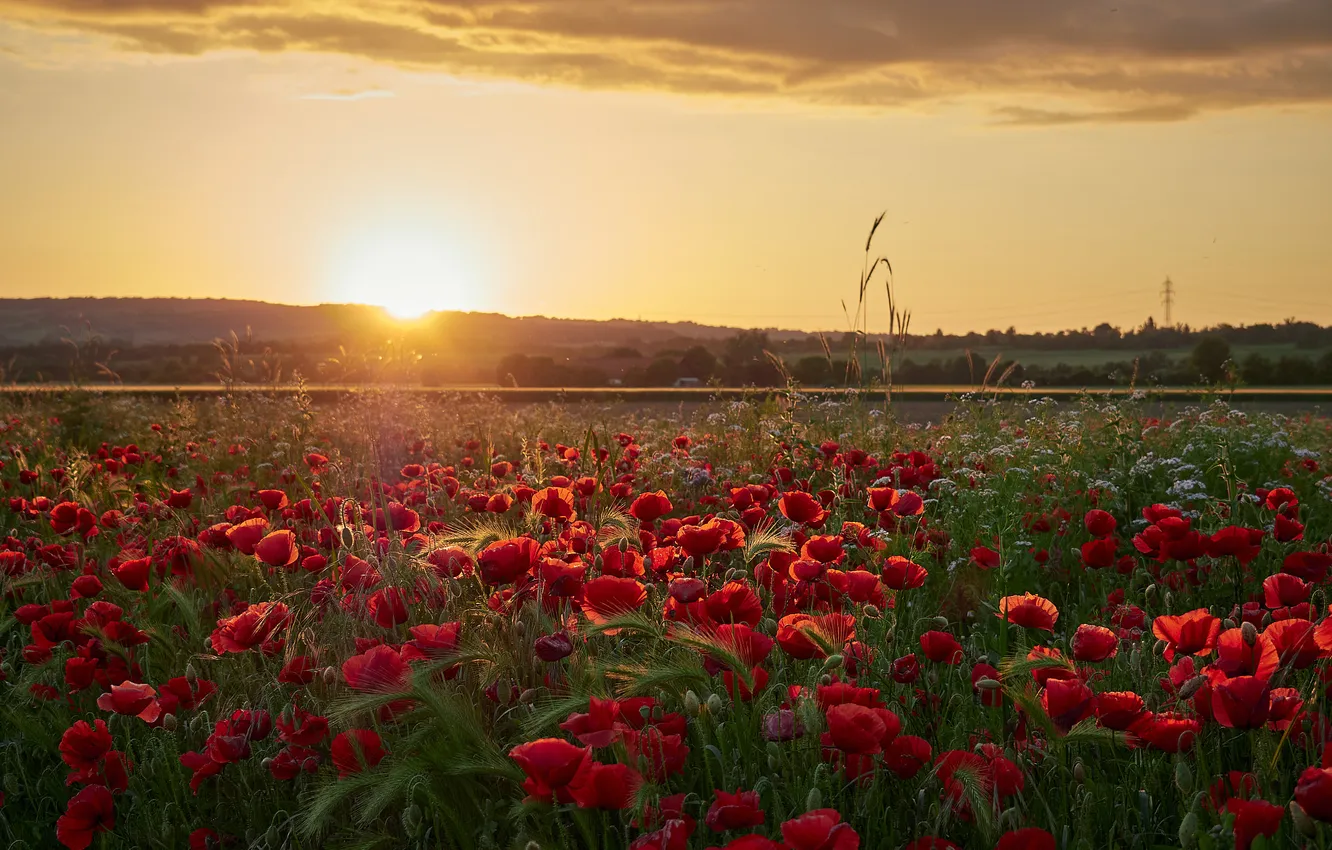 Photo wallpaper field, summer, the sky, the sun, clouds, landscape, flowers, red