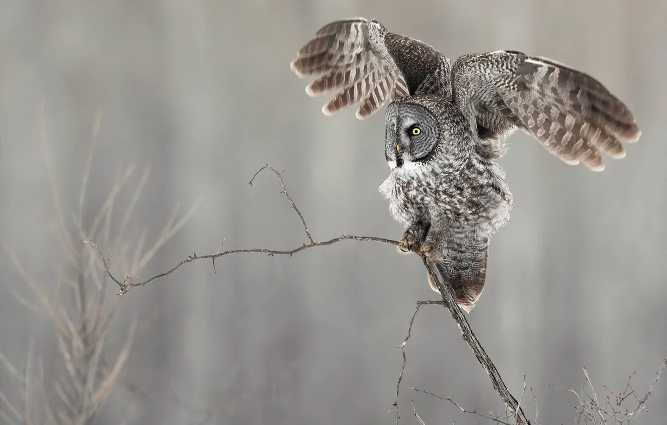 Photo wallpaper branches, owl, bird, wings, owl