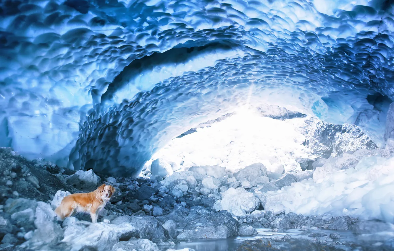 Photo wallpaper nature, ice, dog