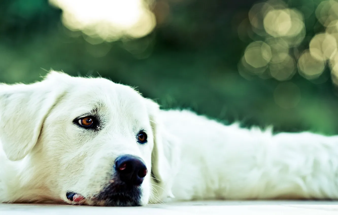 Photo wallpaper look, each, dog