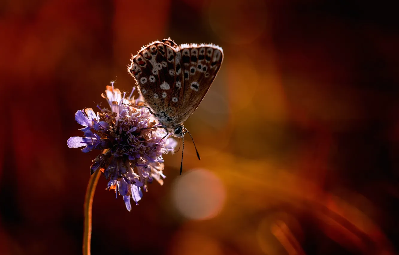 Photo wallpaper flowers, butterfly, bokeh