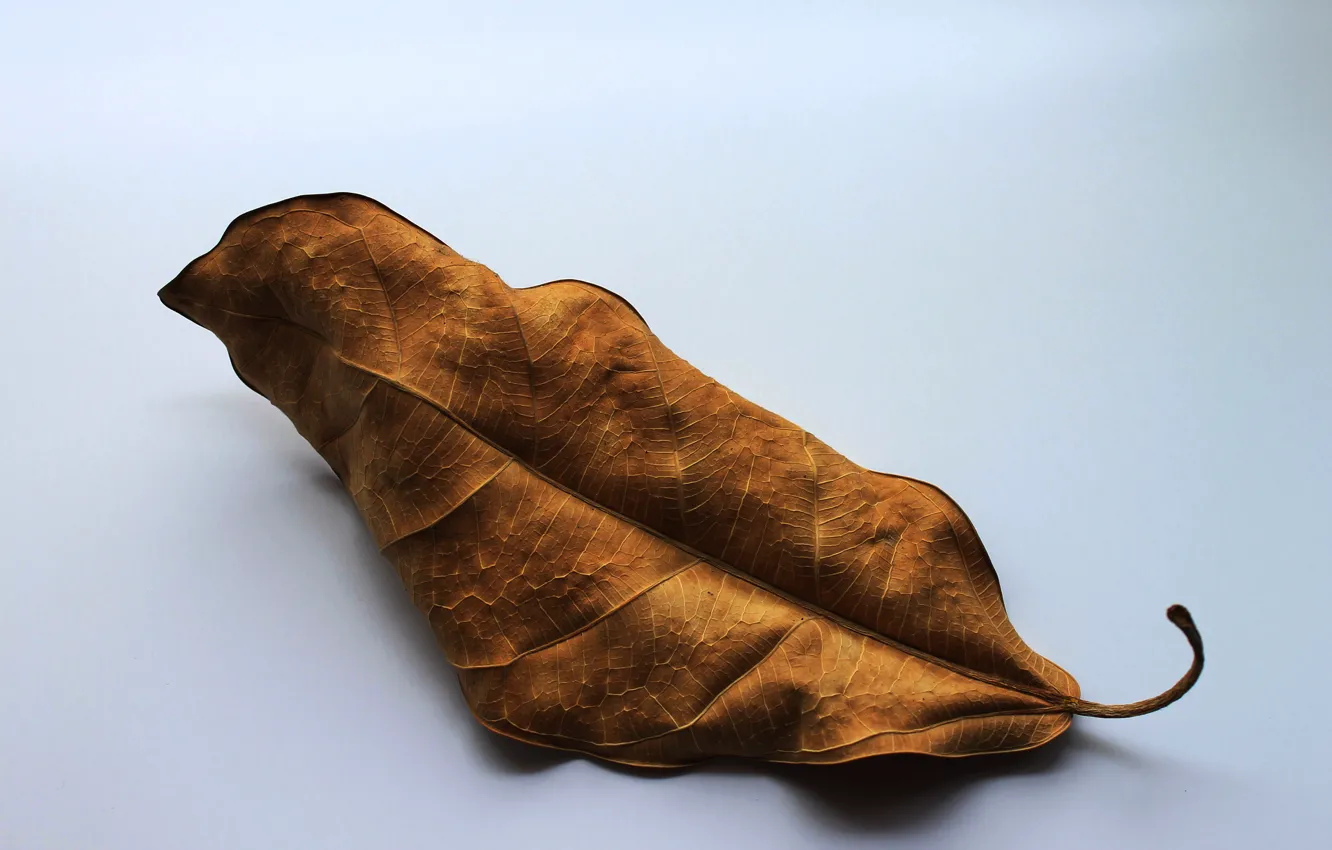 Photo wallpaper autumn, old age, minimalism, yellow leaf, dry leaf, the leaf of the ficus