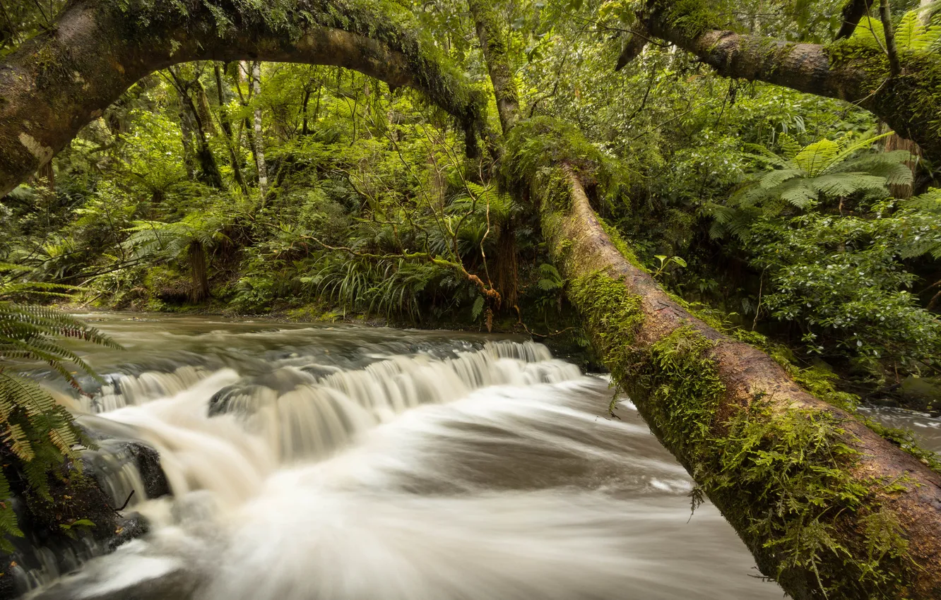 Photo wallpaper forest, trees, river, New Zealand, cascade, New Zealand, Catlins River