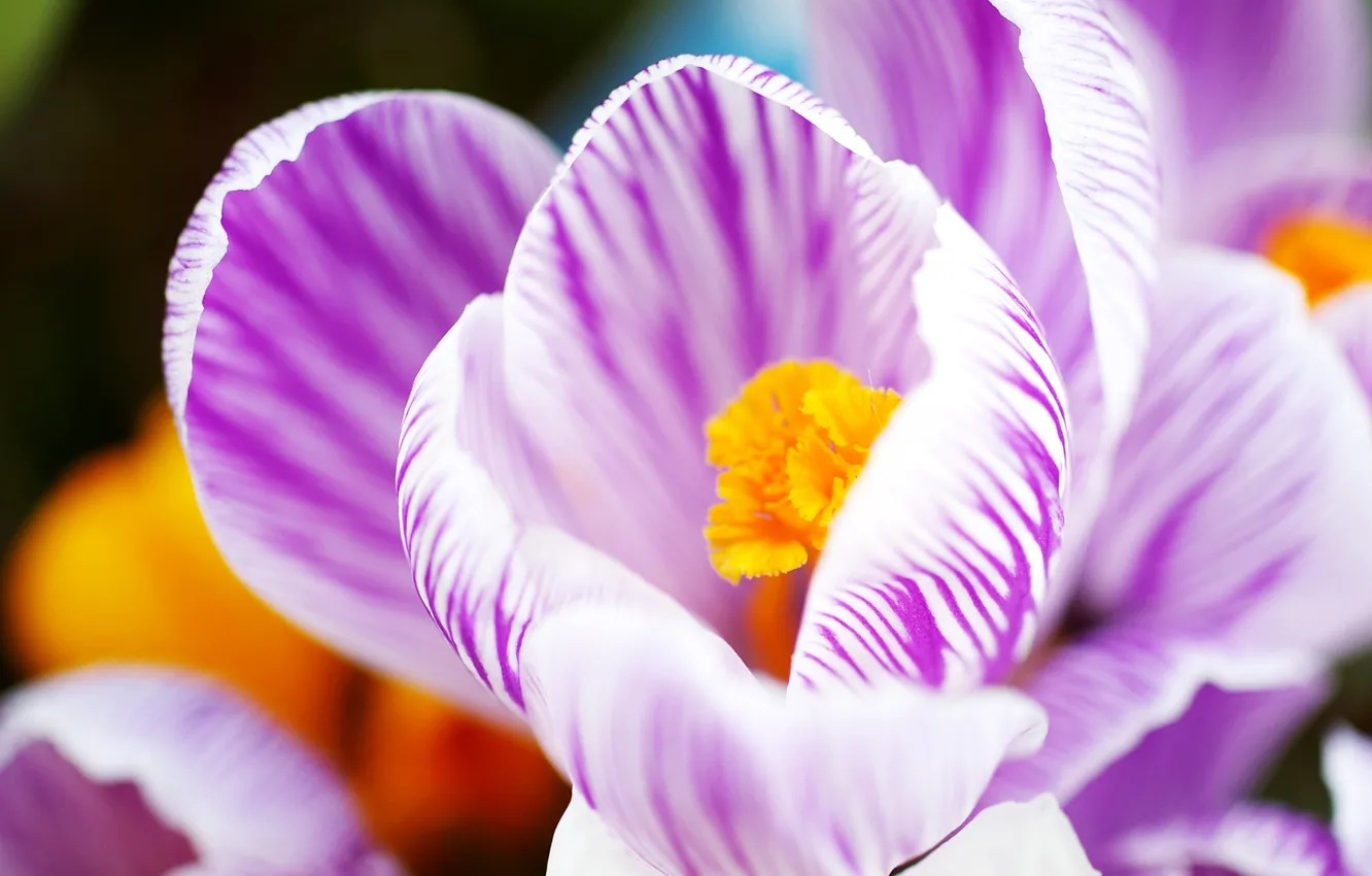 Photo wallpaper flowers, macro, purple, cute, pop, stripe, Crocus