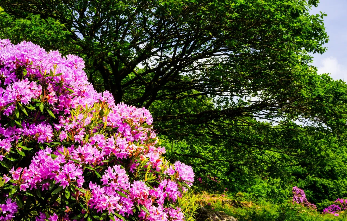 Photo wallpaper trees, flowers, nature, shrub