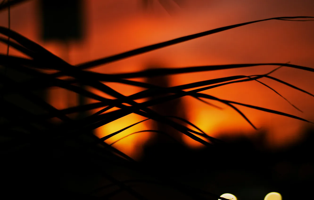 Photo wallpaper macro, light, landscape, night, nature, lights, photo, plant