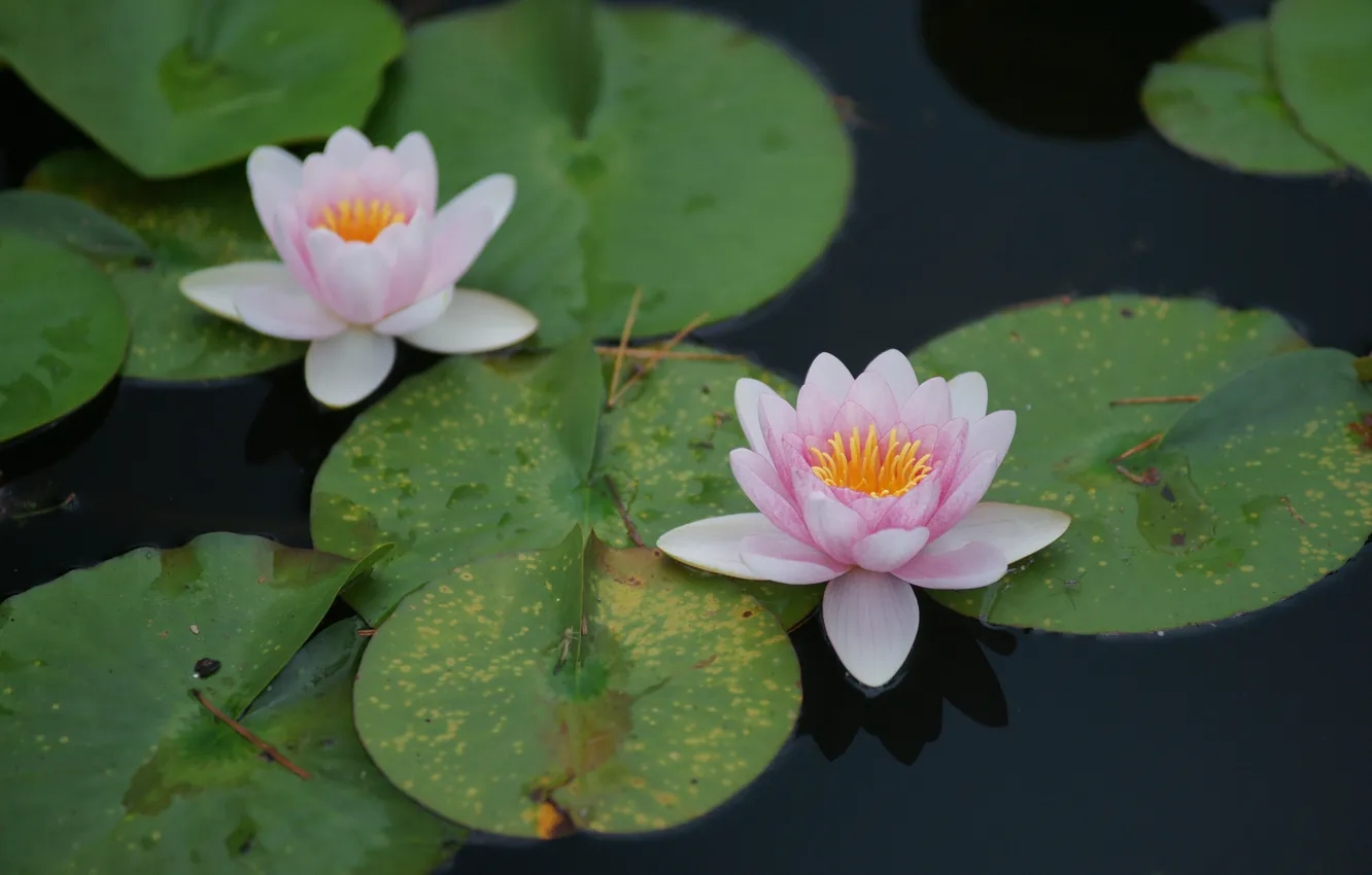 Photo wallpaper leaves, water, pond, round, Lotus, Lily, pink, water Lily