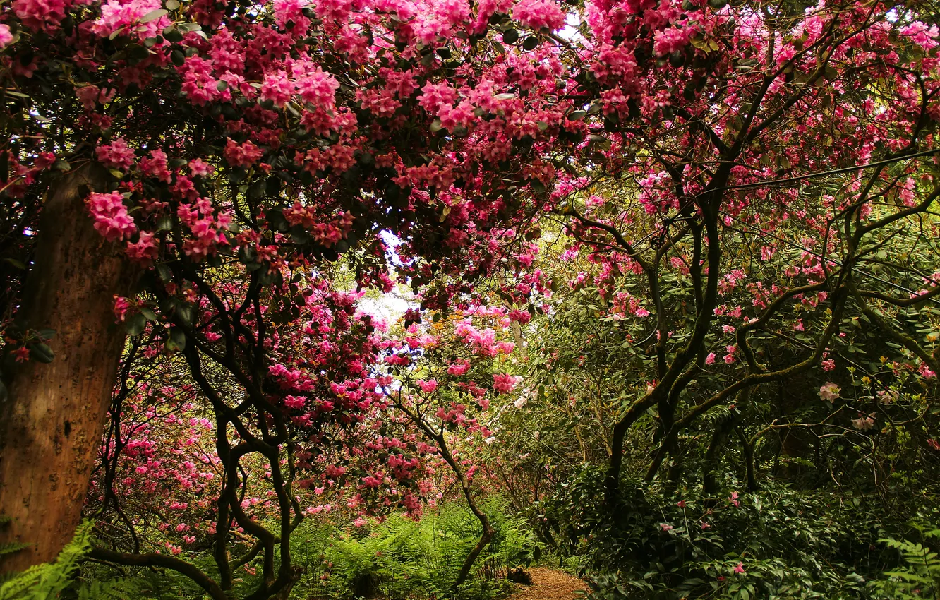 Photo wallpaper trees, Park, Switzerland, the bushes, blooming, Park Seleger Moor