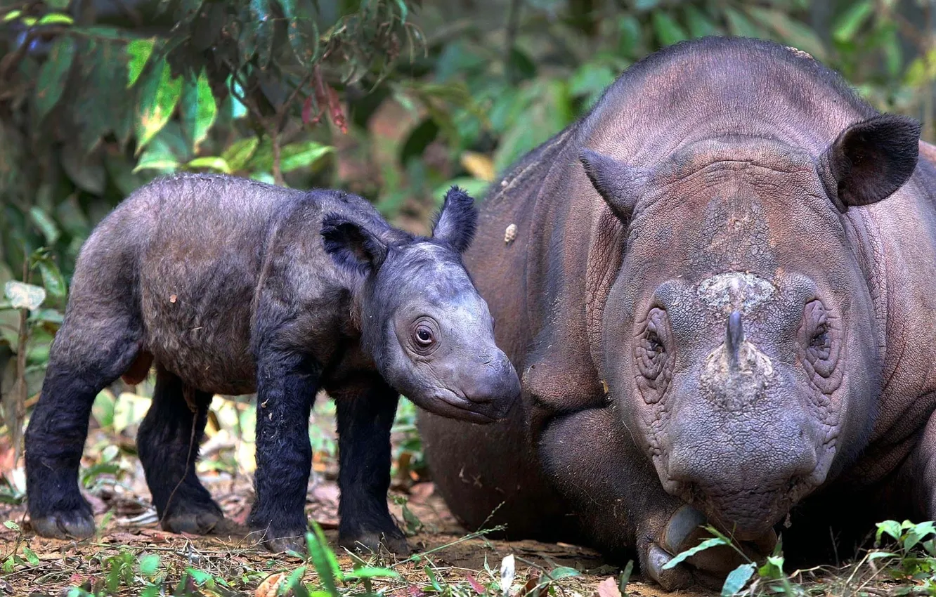 Photo wallpaper background, cub, adults, Rhino, Sumatran Rhino