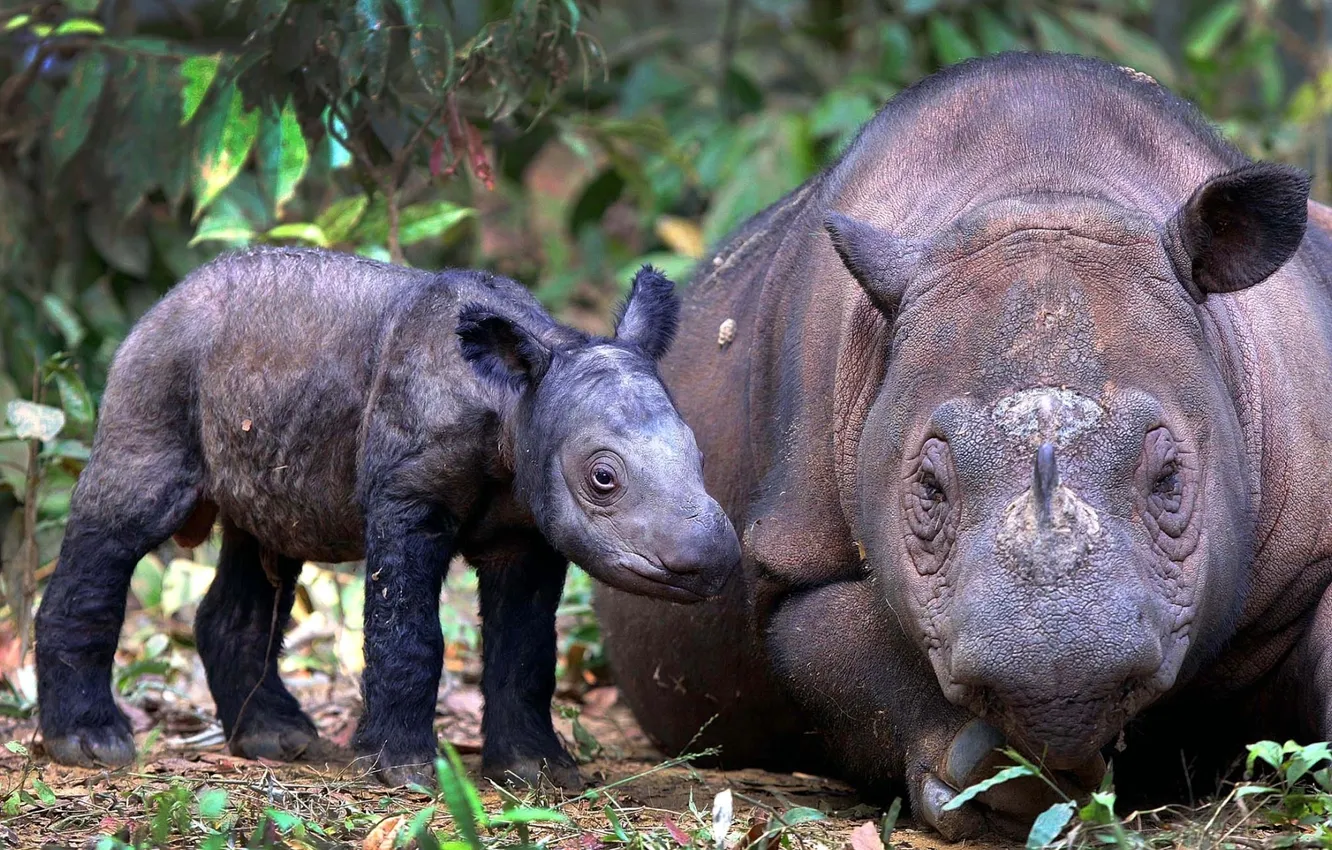 Photo wallpaper background, cub, rhino, adult, Sumatran Rhino