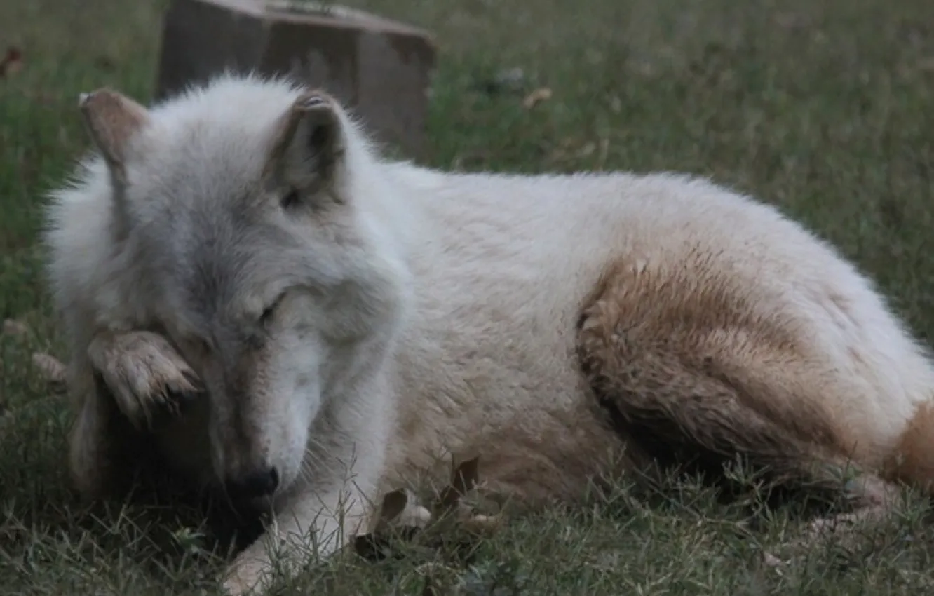 Photo wallpaper Predator, nature, animal, wolf, wildlife, portrait, portrait., Canis lupus. face