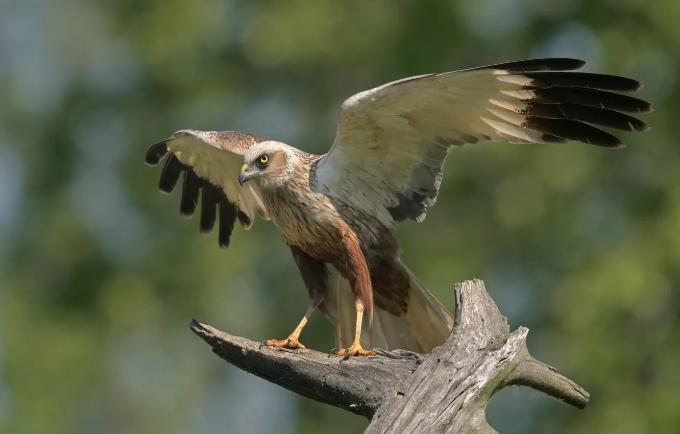 Photo wallpaper background, bird, wings, snag, DUELL ©