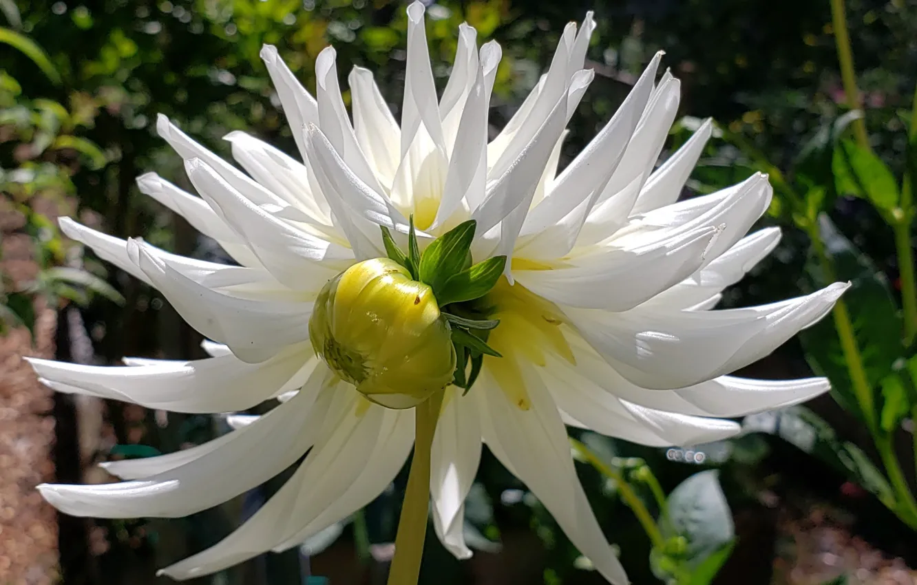Photo wallpaper dahlias, white Dahlia, petals, buds
