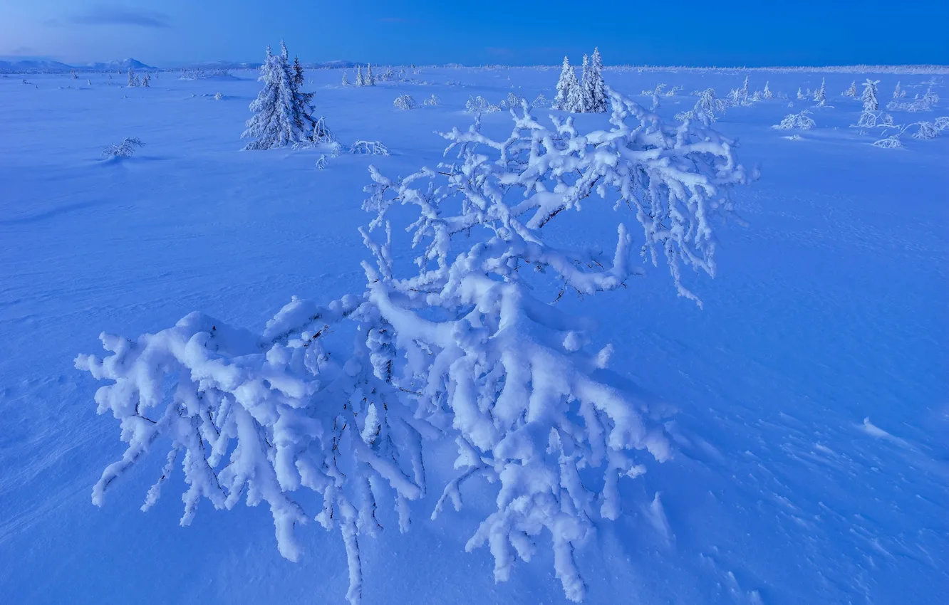 Photo wallpaper winter, snow, trees, Sweden, the bushes, Sweden, Lapland, Lapland