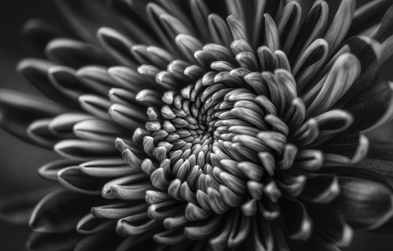 Photo wallpaper flowers, plant, chrysanthemum